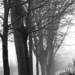 C35-HDBryan-A1-Trees Rain Fog 1