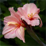 c35-cjohnson-s1-pink hibiscus