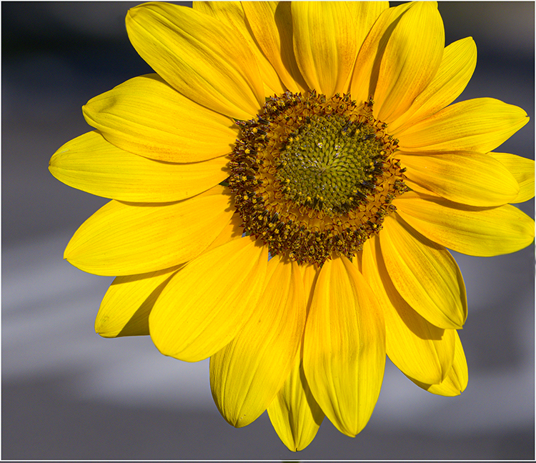 C35-ReneeH-A1-sunflower