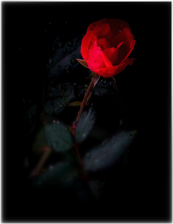 C35-lgallmon-S1-A Rose for Rosa