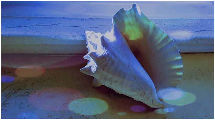 C35-lgallmon-S1-Shell of Sea Life-001-d