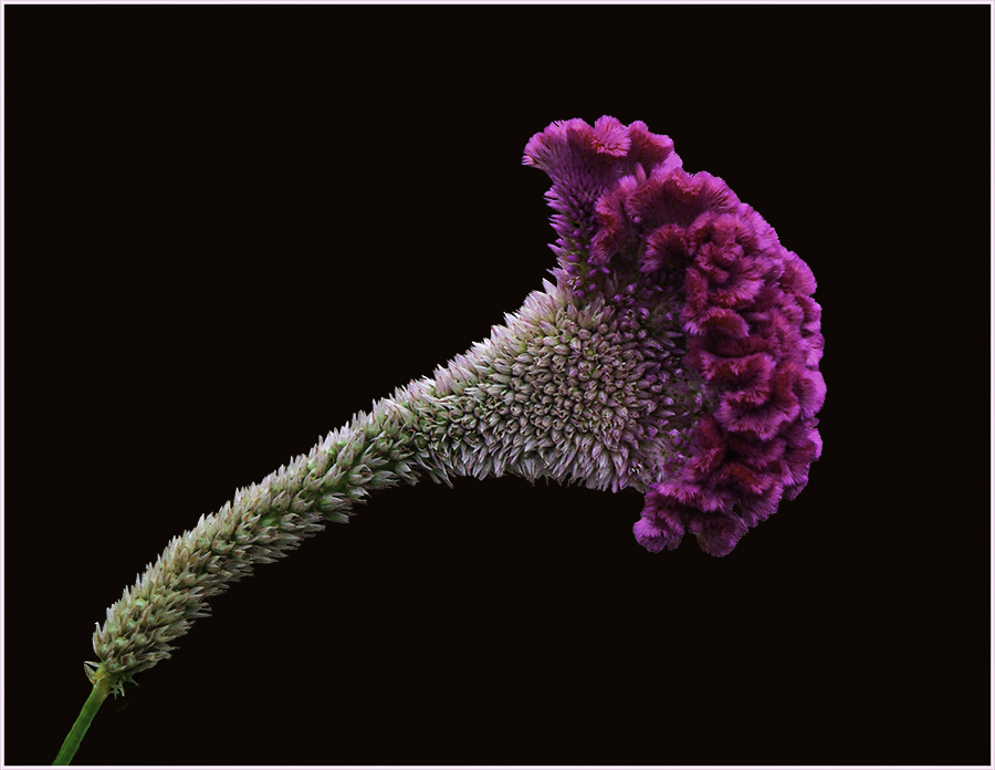 C35-rsimmons-S1-purple flower
