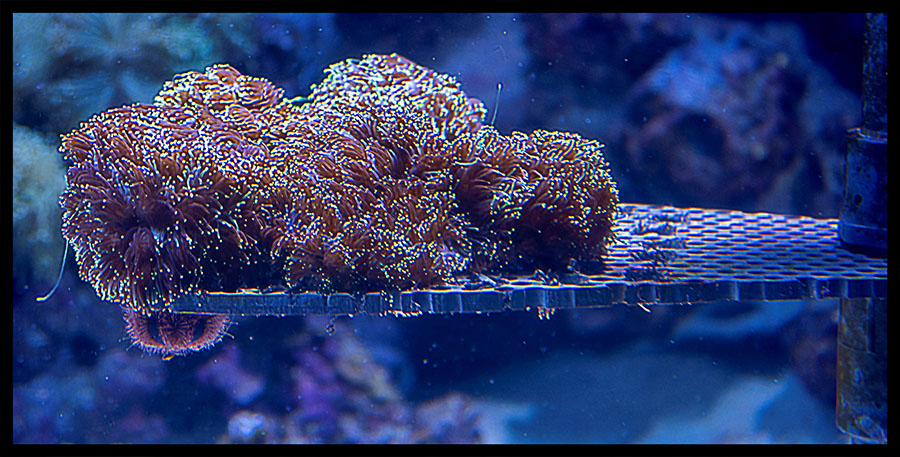 c35-fonsville-s1-The Reef-c
