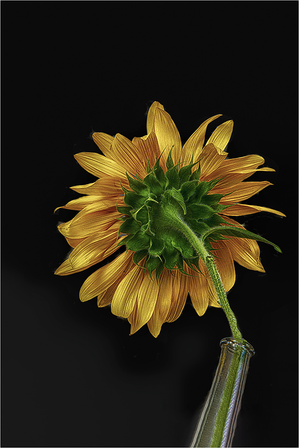 C35-KENLEE-S1-Sunflower At Night
