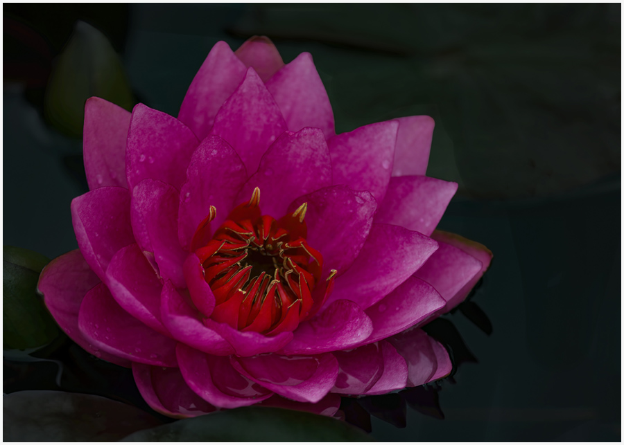 C35-dheggie-S1-Pink Lily with Droplets D