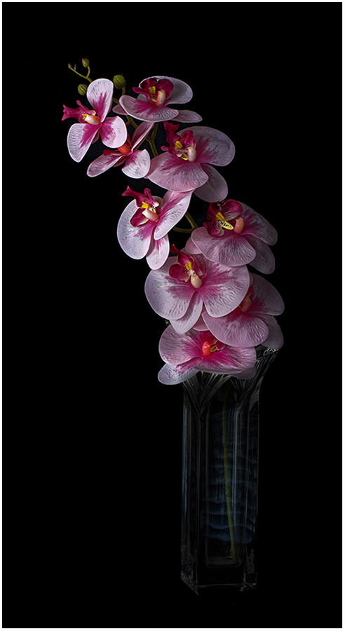Kenneth Whitehead_C12-am5iiken-S1 Pink Flower In A Vase_8