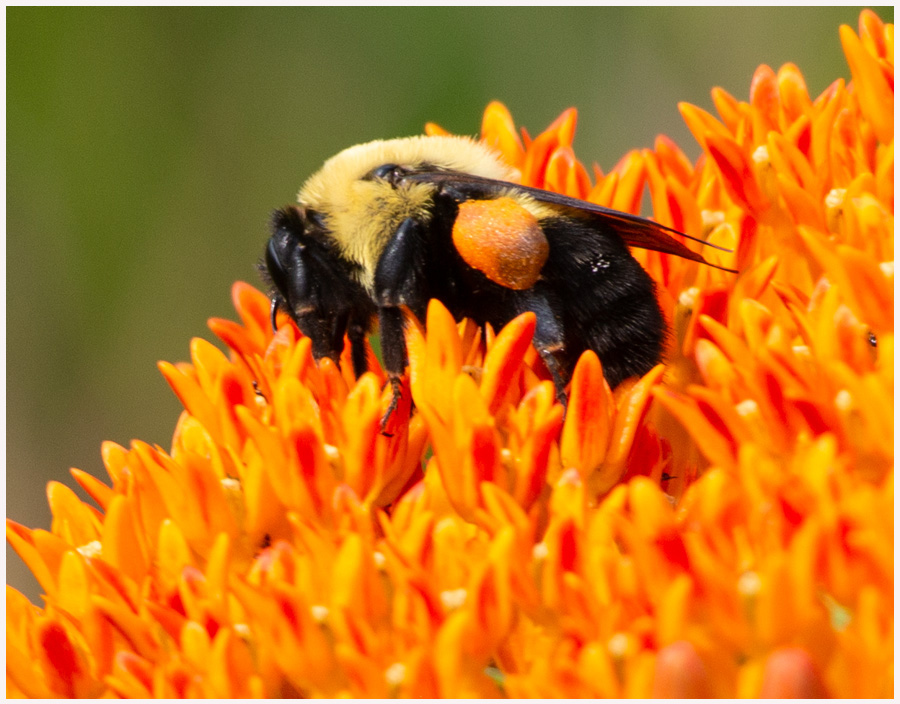 Leonard Nangle_Bee on orange flower_7