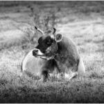 ByronHenry_B&W Digital A Group_Got beef_Byron Henry, Jr.