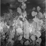 ByronHenry_B&W Digital A Group_Reflections_Byron Henry, Jr.