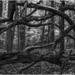 ByronHenry_B&W Prints A Group_Interlocked_Byron Henry, Jr.