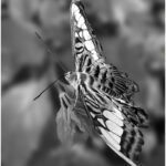 Dan718_B&W Digital B Group_C35-DLeake-B1-7630_Daniel Leake