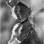 Dan718_B&W Digital B Group_C35-DLeake-B1-7656_Daniel Leake