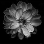 cparker_B&W Digital B Group_Weeping Dahlia-_Crystal Parker