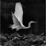 dheggie_B&W Digital Salon_Egret on Baisley Pond_Dianne Heggie