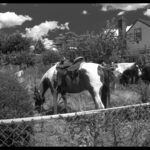 isingleton_B&W Prints A Group_C35-I.Singleton-A1-Horses Grazing in the Grass_Israel Singleton