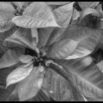 isingleton_B&W Prints A Group_C35-I.Singleton-A1-Spurges_Israel Singleton