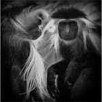 lgallmon_B&W Digital Salon_C35-lgallmon-S1-Colobus Two_Lawrence Gallmon