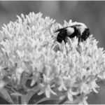 lnangle_B&W Digital Salon_Bee 5896_Leonard Nangle