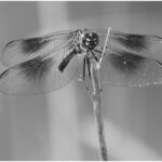 lnangle_B&W Digital Salon_Dragonfly 6153_Leonard Nangle