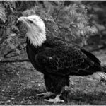 rsimmons_B&W Digital Salon_c35-rsimmons-S1-on the look out_Ralph Simmons