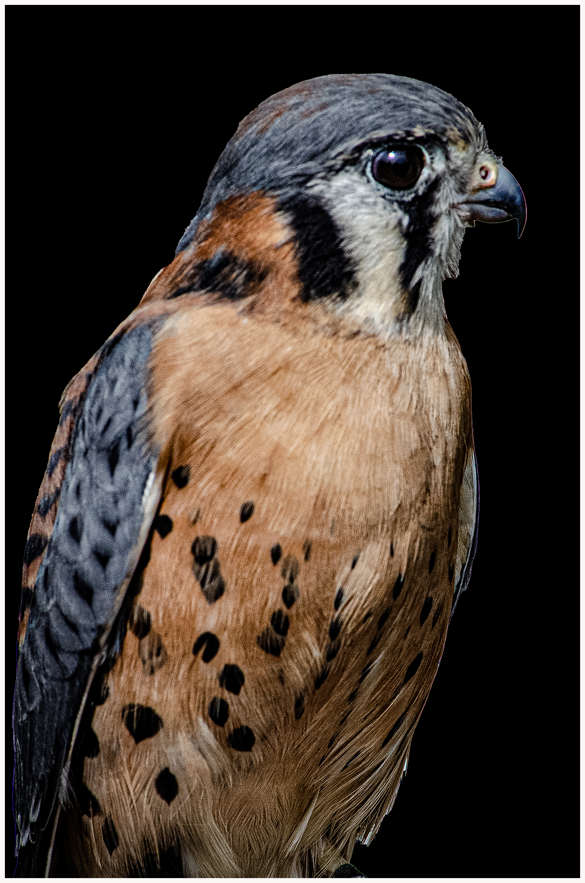 CJohnson_Color Digital Salon_KESTREL_Corona Johnson