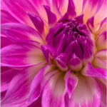 Southeast Queens Camera Club_Geoffrey Forde_Pink Glow_20251028