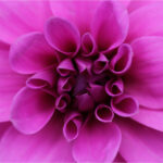 Dotti Anita Taylor_Did You Say Pink